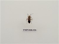 藏品(突背斑紅椿象)的圖片